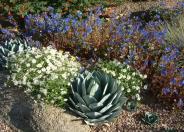 Artichoke Agave