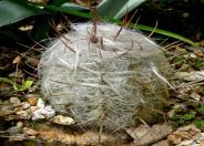 Old Man of the Andes