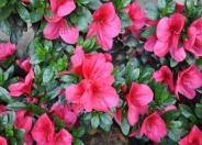 Azalea Red Bird