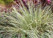 Platinum Beauty Lomandra