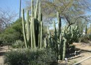 Mexican Fence Post Cactus