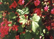 Red Flowering Currant