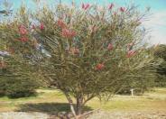 Grass-leaf Hakea