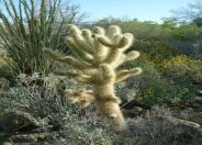 Teddy Bear Cholla