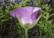 Mariposa Lily