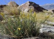 California Goldenrod