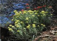 Indian Paintbrush