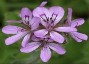 Geranium