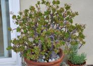 Jade Plant