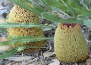 Creeping Banksia