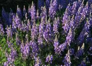 Silver Bush Lupine