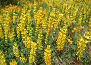 Golden Yellow Lupine