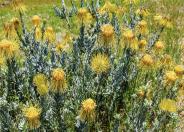 Yellow Rocket Pincushion