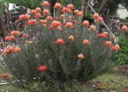 Blanche Ito Nodding Pincushion