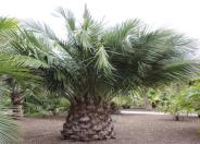 Chilean Wine Palm