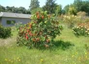 Natal bottlebrush