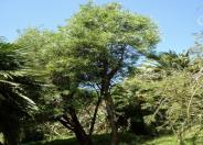 Tree Hakea