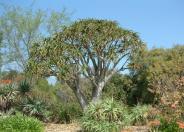 Tree Aloe