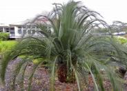 Carnarvon Gorge Macrozamia