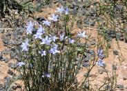 Tufted bluebell