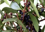 Mountain Pepper, Pepper Tree, Tasma