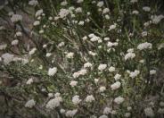 White Bristle Bush