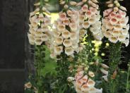 Dalmatian Peach Foxglove