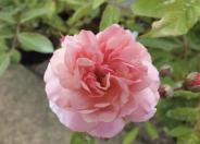 ‘Cornelia’ Hybrid musk rose