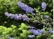 Parry's ceanothus, ladybloom