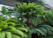 Prickly Cycad; Bread Tree