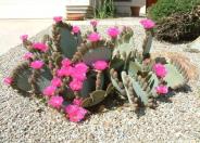 Beavertail Prickly Pear Cactus