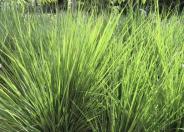 Daba Grass