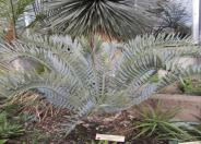 Eastern Cape blue cycad