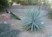 Mountain Yucca