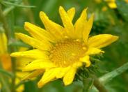 Coastal Gumweed