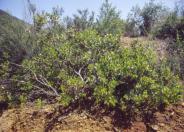 Rainbow Manzanita