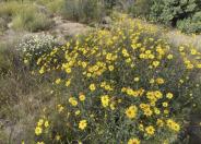 Slender Sunflower