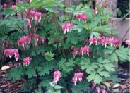 Pacific Bleeding Heart