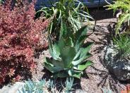 Cow's Horn Agave