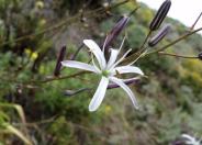 Soap plant