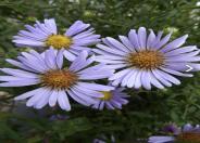 Purple Haze Aster