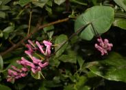 California Honeysuckle