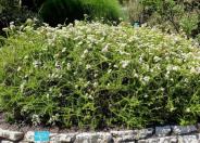 California Buckwheat Dana Point