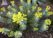 Silver Spurge