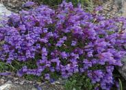 Davidson's Beardtongue