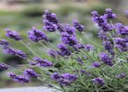 English Lavender