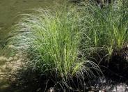 Torrent Sedge