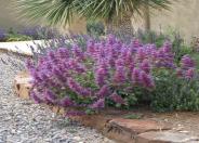 Blue Flame Giant Purple Sage