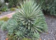 Carribean Agave