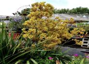 Kangaroo Paws